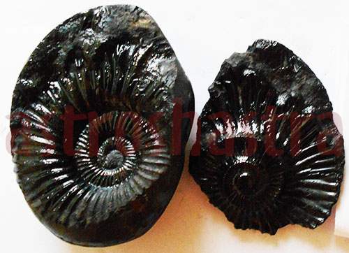 Lakshmi Narayan Shaligram