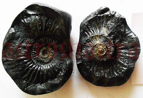 Ratna shushobhit Lakshmi Narayan Shaligram 
