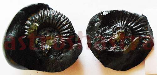 Lakshmi Narayan Shaligram 