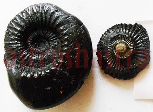 Lakshmi Narayan Shaligram