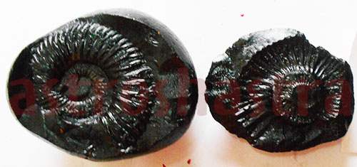 Lakshmi Narayan Shaligram