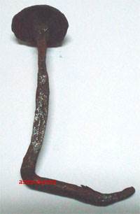 boatnail